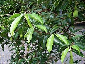 Descripción de HK Aquilaria sinensis Leaves.JPG image.