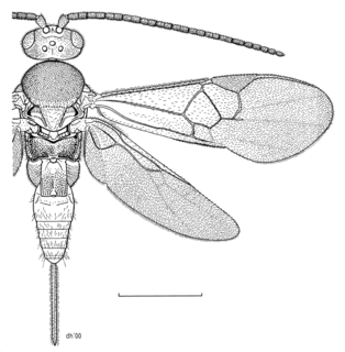 <i>Dolichogenidea</i> Genus of wasps