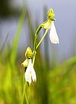 Habenaria longicorniculata cropped.jpg