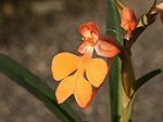 Habenaria rhodocheila 171102. jpg