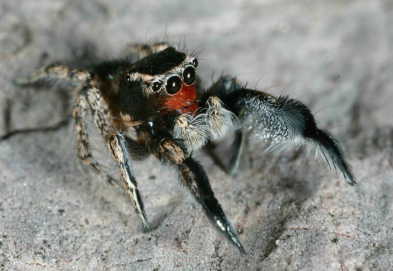 File:Habronattus hirsutus 90524476.jpg