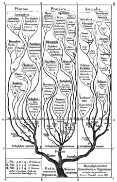 L'arbre de la vida de Haeckel a Generelle Morphologie der Organismen (1866)