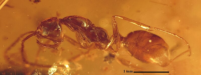 File:Haidomyrmex zigrasi JZ01 01.jpg