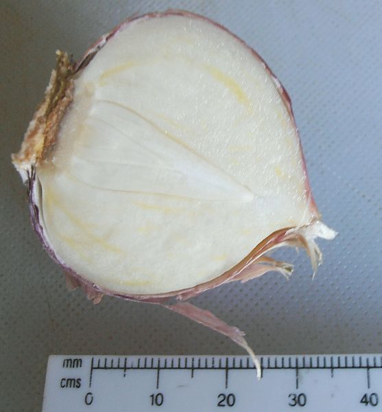 File:Half solo garlic.jpg