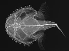 Halieutichthys aculeatus рентгенограммасы.jpg