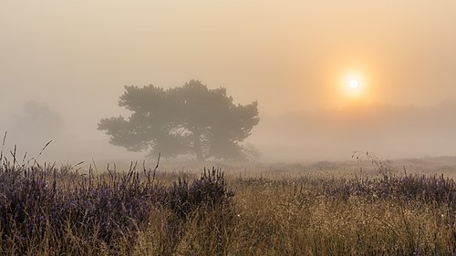 Nature reserve “Westruper Heide” at the flowering of the heath, Haltern am See, North Rhine-Westphalia, Germany