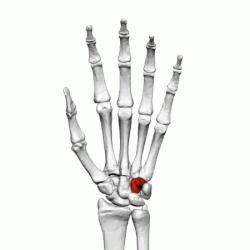 Hamate bone (left hand) - animation01.gif