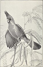 Thumbnail for File:Handbook of birds of the western United States including the great plains, great basin, Pacific slope, and lower Rio Grande valley (1908) (14746220024).jpg