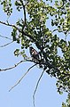 Hawk perched in a tree at Great Meadows National Wildlife Refuge, MA. (4858189844).jpg