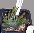 Miniatura per Haworthiopsis scabra var. smitii