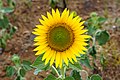 * Nomination Helianthus annuus--Vengolis 23:58, 9 July 2017 (UTC) * Promotion Good quality. PumpkinSky 00:17, 10 July 2017 (UTC)