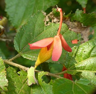 <i>Helicteres isora</i> Species of flowering plant