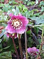 Helleborus orientalis subsp. abchasicus