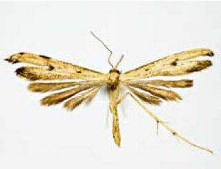 <i>Hellinsia praenigratus</i> Species of plume moth