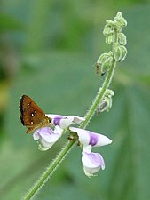 Tropical Kudzu (Pueraria phaseoloides)