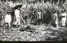 Sugar cane cutting in the Philippines, circa pre-1935 Het kappen van suikerriet op de Filippijnen, KITLV D7307.tiff