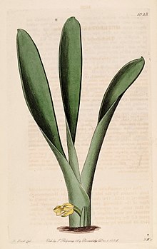 Heterotaxis sessilis (Heterotaxis crassifolia olarak) - Bot. Reg. 12 pl. 1028 (1826) .jpg
