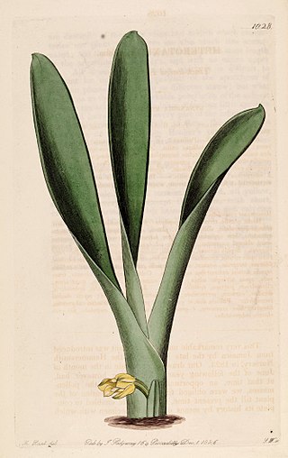<i>Heterotaxis sessilis</i> Species of orchid