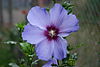 Hibiscus bleu 1.jpg