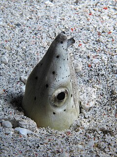 Highfin snake eel species of fish