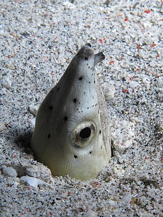 <span class="mw-page-title-main">Highfin snake eel</span> Species of fish