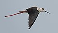 * Nomination A Black-winged stilt (Himantopus himantopus) --Christian Ferrer 18:05, 30 May 2018 (UTC) * Promotion As this is of a flying bird, this is clearly a QI. -- Ikan Kekek 18:21, 30 May 2018 (UTC)  Support Good quality. --Alexander Leisser 10:50, 1 June 2018 (UTC)