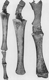 Figure 2a: In July 1919, a humpback whale was caught by a ship operating out of Vancouver that had legs 4 ft 2 in (1.27 m) long. This image shows the hindlegs of another humpback whale reported in 1921 by the American Museum of Natural History. HindlegsOfHumpbackWhale.jpg