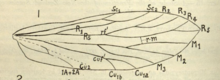 Hindwing venation of Sabatinca lucilia Hindwing venation of Sabatinca lucilia.png