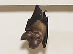 Thumbnail for Phou Khao Khouay leaf-nosed bat