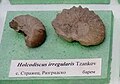 en:Holcodiscus irregularis Tzankov, en:Barremian, Strazhets, Razgrad Province at the Sofia University "St. Kliment Ohridski" Museum of Paleontology and Historical Geology