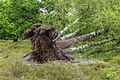 * Nomination Walk through The Strubben-Kniphorstbos. Detail fallen birch (Betula). --Famberhorst 16:59, 11 June 2017 (UTC) * Promotion Low-quality birch... File:Good quality. --Basotxerri 17:27, 11 June 2017 (UTC)