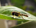 Hoverfly-unknown.jpg