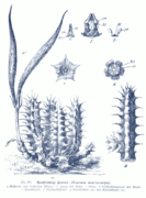 Huernia macrocarpa