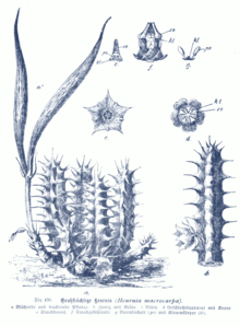 Huernia macrocarpa GS430.png