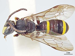 Hylaeus foveatus m.jpg