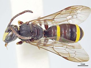 <i>Hylaeus foveatus</i> Species of bee