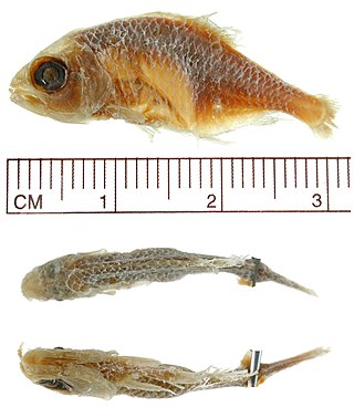 <i>Hyphessobrycon boulengeri</i> Species of fish