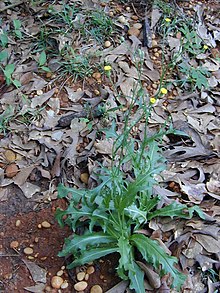 צמח Hypochaeris brasiliensis. JPG