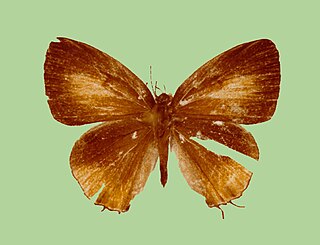 <i>Hypolycaena irawana</i> Species of butterfly