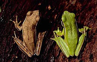 Montevideo tree frog Species of amphibian