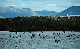 IS - Reykjavik - Höfuðborgarsvæðið - Puffin Island - Puffins - Road Trip - Chordata - Animalia - Fratercula - Alcidae - Charadriiformes - Aves (4889931053).jpg