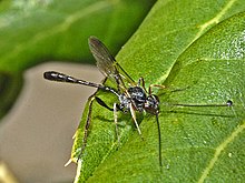 Ichneumonidae - Anomalon cruentatum.JPG