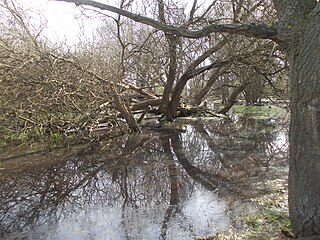 <span class="mw-page-title-main">Ickenham Marsh</span>