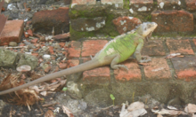 Iguana delicatissima en Martinique.png