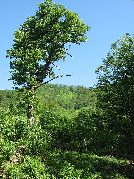 File:Ilfeld, Thür. , Südharz; Wanderweg bei Ilfeld.jpg