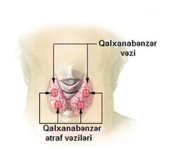 Thyroid and parathyroid.