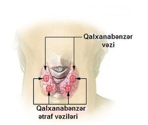 Endokrin Sistemi