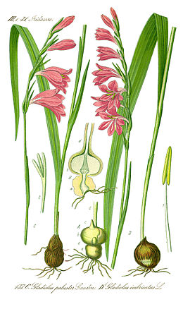 Illustration Gladiolus palustris1.jpg