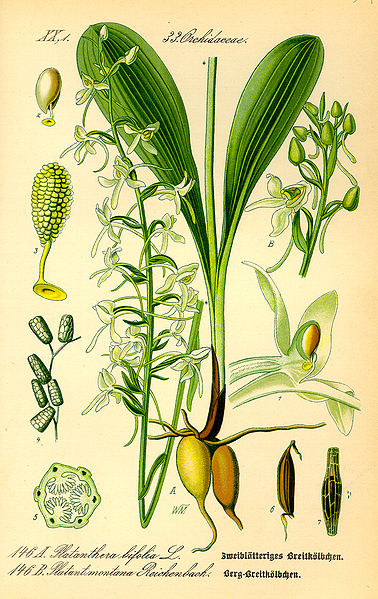 File:Illustration Platanthera chlorantha0.jpg