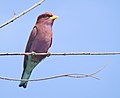 In the Gambia are common birds with different colors.jpg